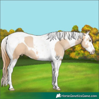 Horse Color:Bay Pearl Dun Splash Tobiano 