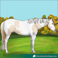 Horse Color:Bay Pearl Dun Splash Tobiano