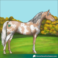 Horse Color:White Spotted Silver Black Pearl Rabicano 