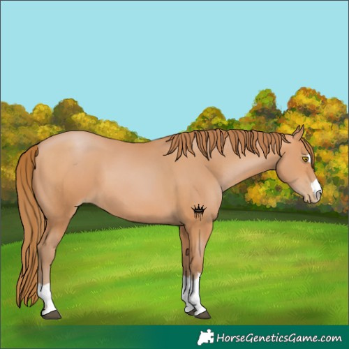Horse Color:Bay Pearl 