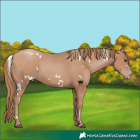 Horse Color:White Spotted Black Pearl