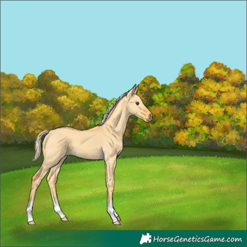 Horse Color:Palomino Dun