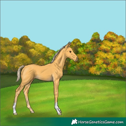 Horse Color:Palomino