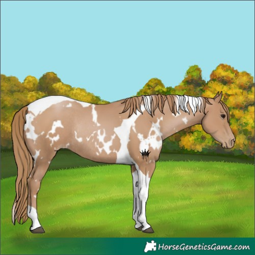Horse Color:White Spotted Black Pearl Tobiano Rabicano 