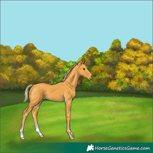 Horse Color:Palomino