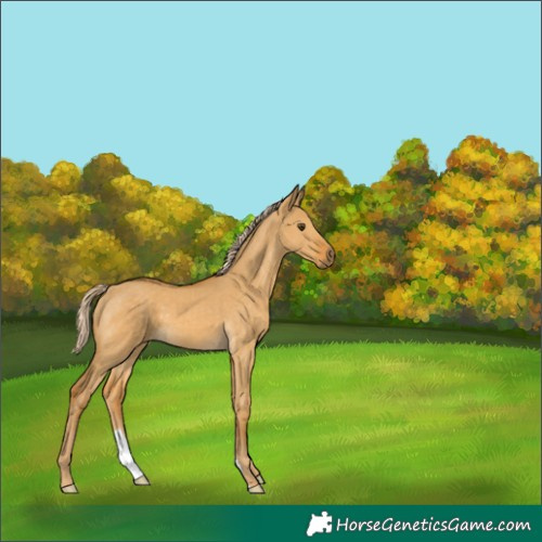 Horse Color:Palomino Dun 