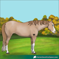 Horse Color:Black Pearl Splash 