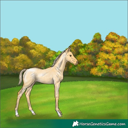 Horse Color:Palomino Roan Dun 