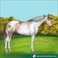 Horse Color:Gray Buckskin Tobiano
