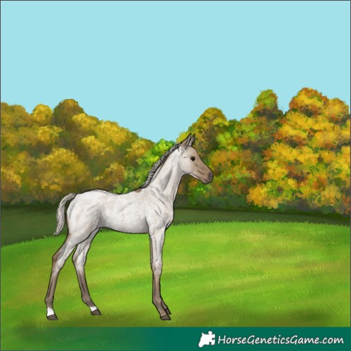 Horse Color:Silver Smoky Grullo Roan 