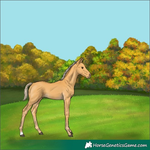 Horse Color:Palomino