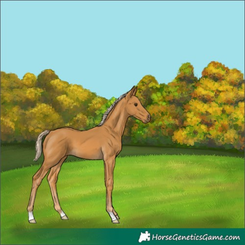 Horse Color:Palomino
