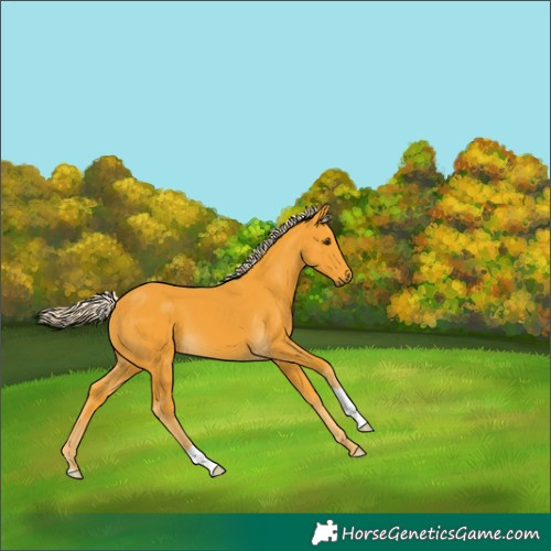 Horse Color:Palomino 