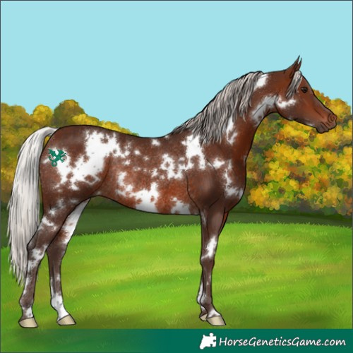 Horse Color:White Spotted Silver Brown Rabicano 