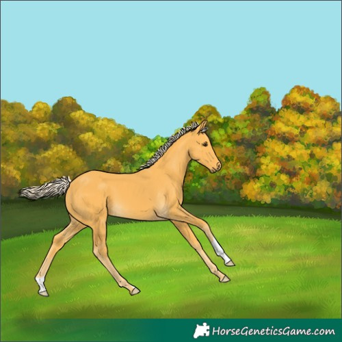 Horse Color:Palomino