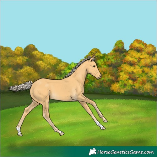 Horse Color:Palomino 