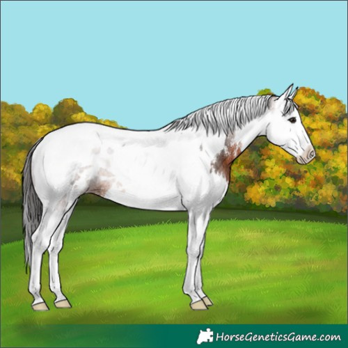 Horse Color:White Spotted Brown Splash Tobiano Rabicano 