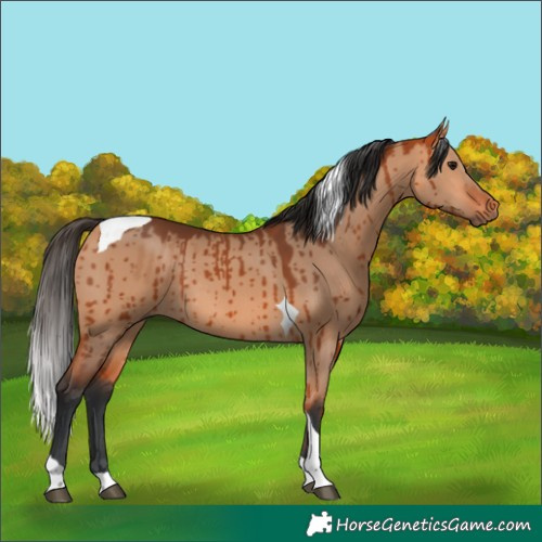 Horse Color:Bay Dun Tobiano Rabicano Brindle