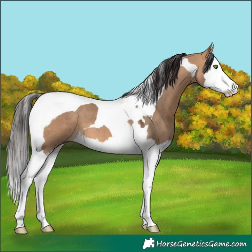 Horse Color:Bay Dun Splash Tobiano 