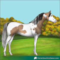 Horse Color:Bay Dun Splash Tobiano