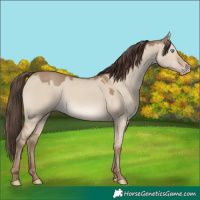 Horse Color:Classic Champagne Dun Rabicano 