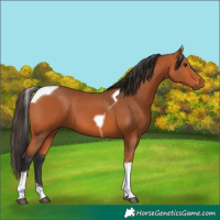 Horse Color:Bay Tobiano 