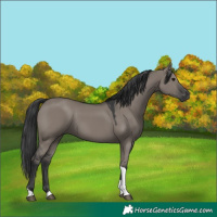 Horse Color:Grullo Tobiano Rabicano 