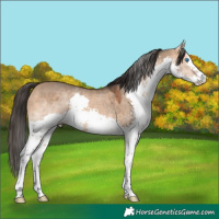Horse Color:Bay Dun Splash 