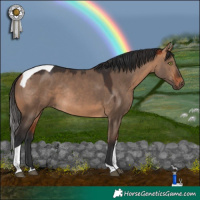 Horse Color:Bay Dun Tobiano Rabicano 