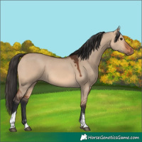 Horse Color:Bay Dun Tobiano 