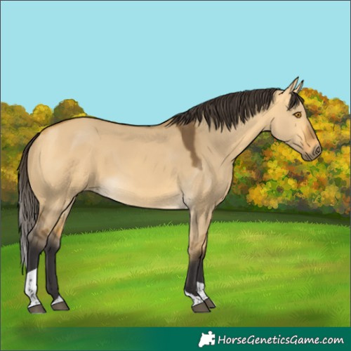 Horse Color:Buckskin Dun Tobiano 