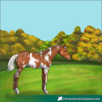 Horse Color:White Spotted Silver Bay 
