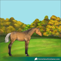 Horse Color:Silver Buckskin 