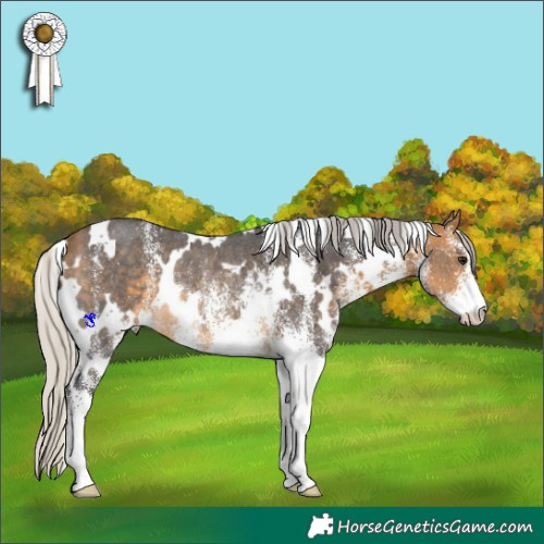 Horse Color:White Spotted Silver Buckskin Rabicano 