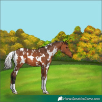 Horse Color:White Spotted Bay 