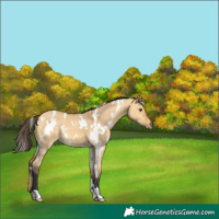Horse Color:White Spotted Buckskin Dun 