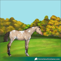 Horse Color:White Spotted Bay Dun
