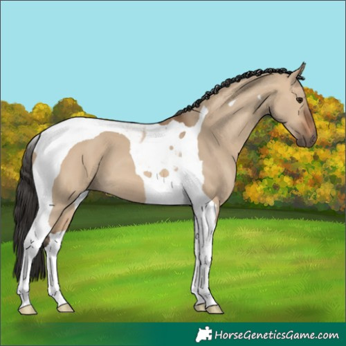 Horse Color:Bay Dun Tobiano 