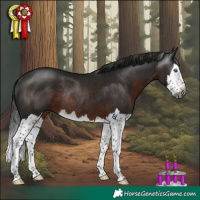 Horse Color:Gray Brown Splash Rabicano 
