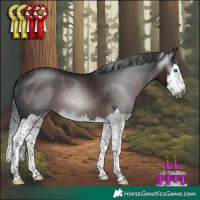 Horse Color:Gray Brown Splash Rabicano 