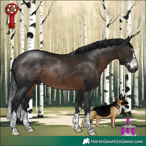 Horse Color:Gray Brown Rabicano 