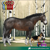 Horse Color:Gray Brown Rabicano 