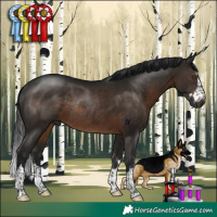 Horse Color:Gray Brown Rabicano