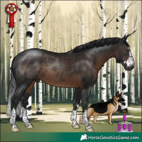 Horse Color:Gray Brown Rabicano 