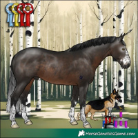 Horse Color:Gray Brown Rabicano 