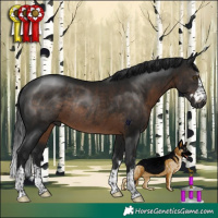 Horse Color:Gray Brown Rabicano