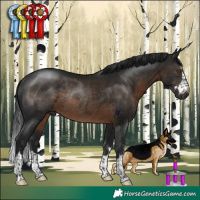 Horse Color:Gray Brown Rabicano