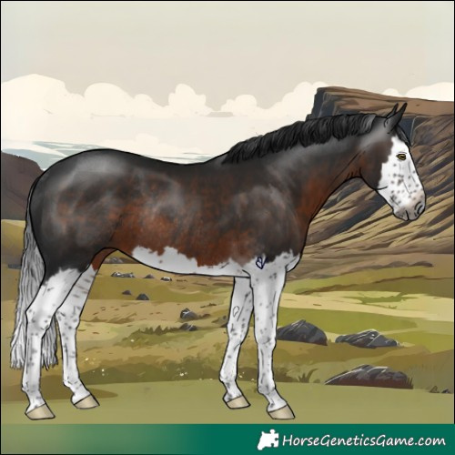Horse Color:Gray Brown Splash Rabicano 