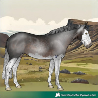 Horse Color:Gray Brown Splash Rabicano
