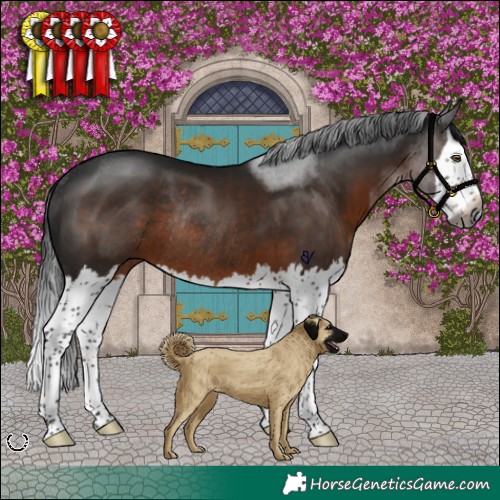 Horse Color:Gray Brown Splash Rabicano 